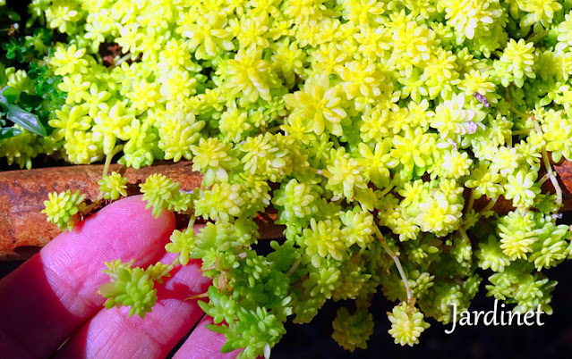 Suculenta Sedum Oro