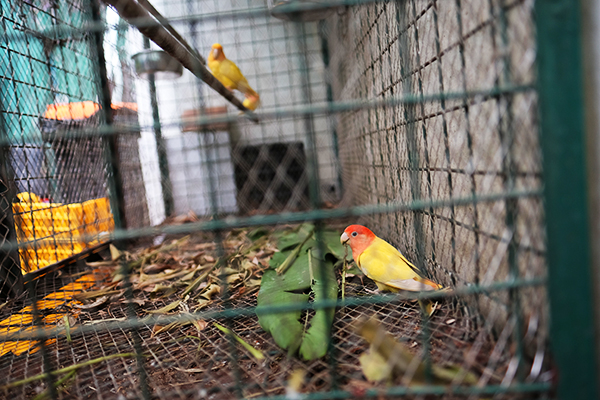 birds inside street point food house