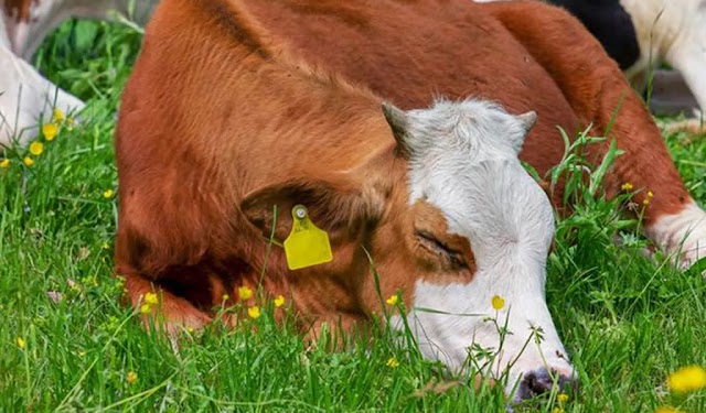 Mengatasi Kelumpuhan pada Sapi dengan Produk Imuno Grovieto: Solusi Efektif untuk Pertumbuhan yang Sehat