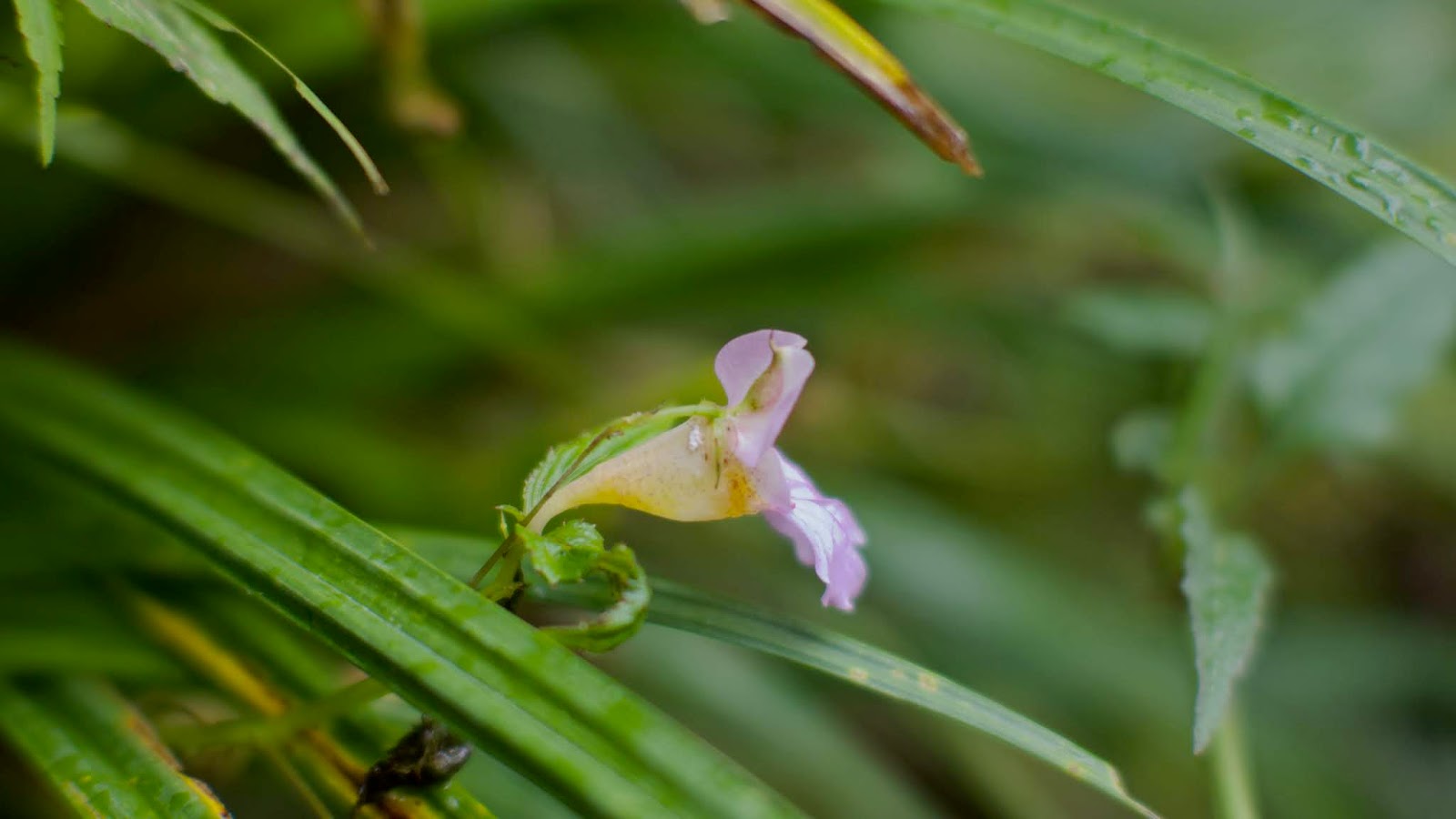 鳳仙彙整 黃花鳳仙 紫花鳳仙 隸慕華鳳仙花 阿非邦