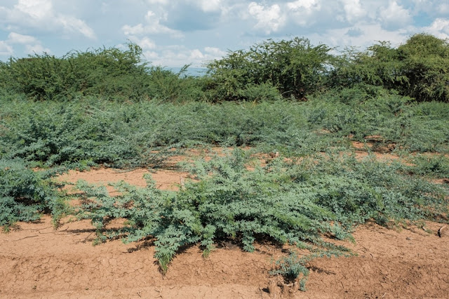 Прозопис серёжкоцветный (Prosopis juliflora, =Neltuma juliflora)