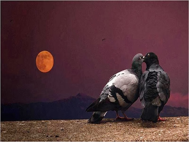 Sweet & Beautiful Love Pigeons HD Wallpaper Dowload