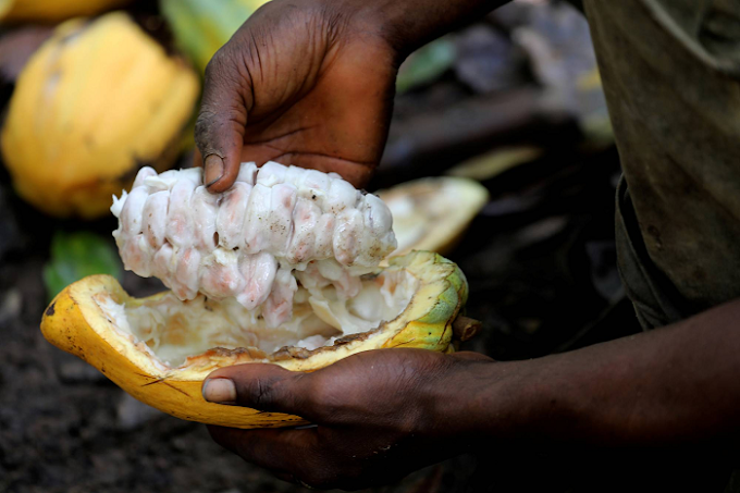 Our experts have to develop more local area cocoa business owners