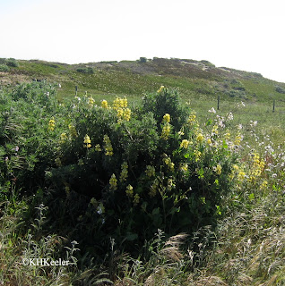 lupine, Lupinus