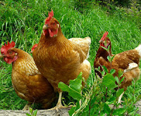  atau kebutuhan utama insan dalam bidang pangan atau masakan Daftar Harga Ayam Petelur Siap Telur Terkini