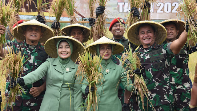 Dukung Ketahanan Pangan, Pusdiklatpassus Kopassus Gelar Panen Raya Padi lnpari 42 