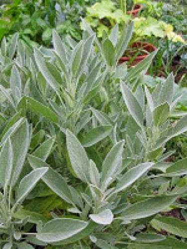 Herbs Of The Monthsage