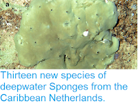 http://sciencythoughts.blogspot.co.uk/2014/12/thirteen-new-species-of-deepwater.html