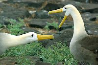 Albatross Esganola Island Galapagos Suarez Point