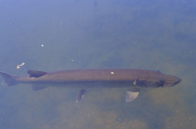 Engbretson Underwater Photography: Are the Muskies You See Really