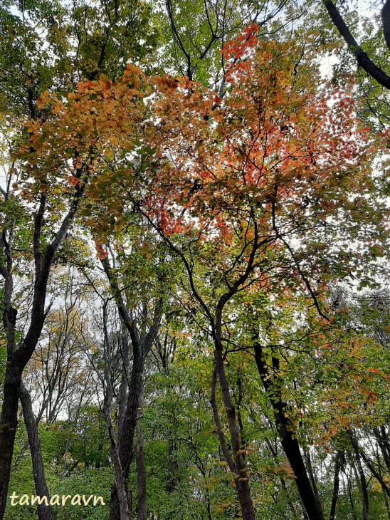 Клён ложнозибольдов (Acer pseudosieboldianum)