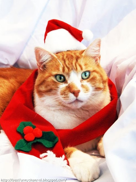 Cat Santa.