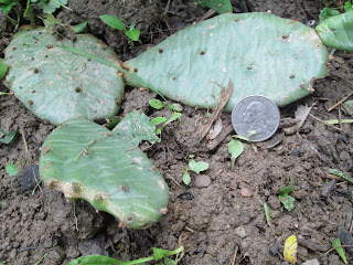 Prickly Pear Cactus