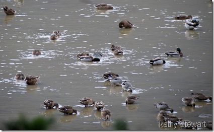 Mallard & Northern Pintail