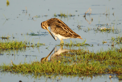 Waarlamke - Watersnip - Gallinago gallinago