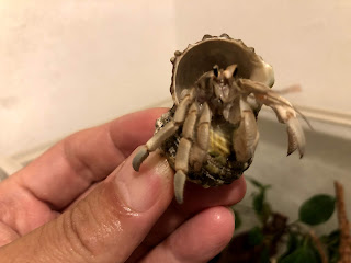 オカヤドカリ育成日記 宿替えで成長 3年目を迎えました モニオの部屋