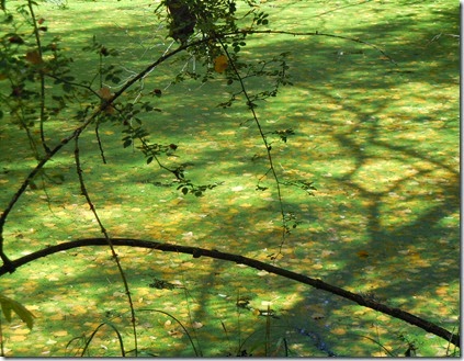 DSCN4428
