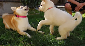 Cute dogs - part 6 (50 pics), shiba inu dogs playing