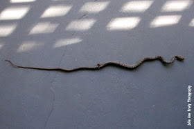 Juvenile Southern Black Racer Snake Dead