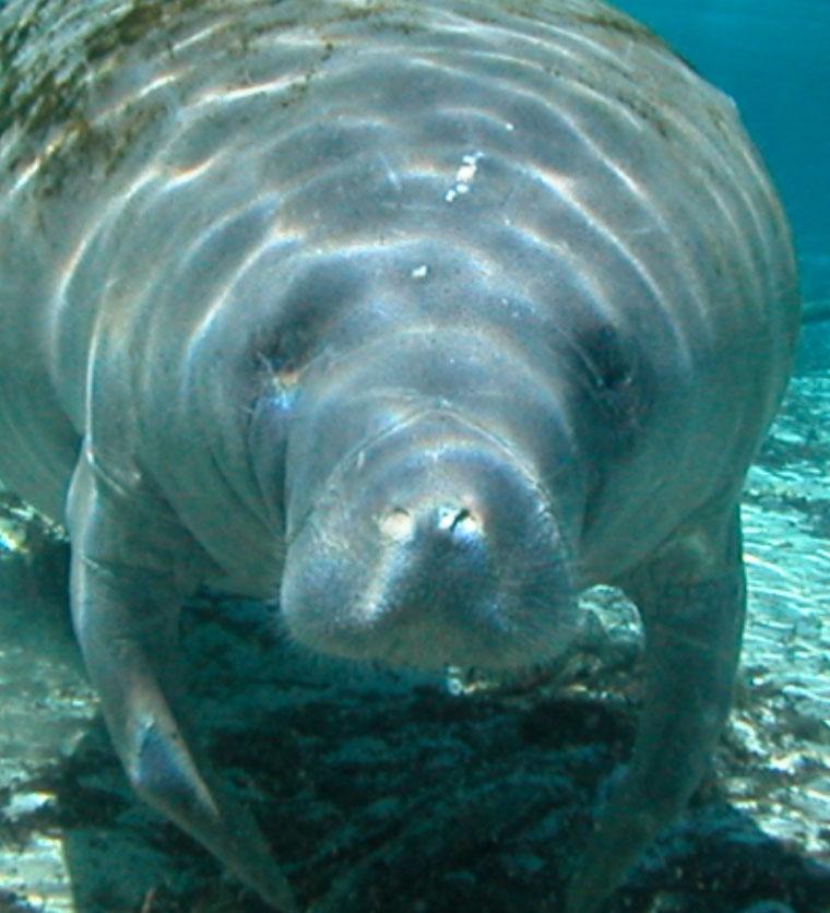 Free Wallpapers Blog Manatee Wallpapers HD Wallpapers Download Free Images Wallpaper [wallpaper981.blogspot.com]