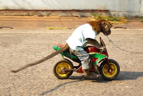 funny monkey. Funny Biker Monkey