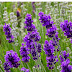 Lavender: perennial plant!