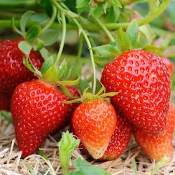 Jual Tanaman Bibit Strawberry Manis Yang Baik