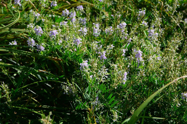 Galega officinalis