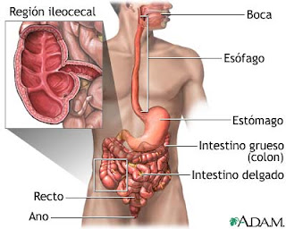 Resultado de imagen de imagenes de enfermedad del sistema digestivo