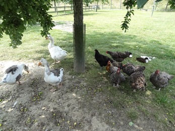 2018.07.01-017 oies et poules