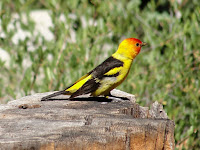 Western Tanager, male – Desolation Wilderness, CA – Aug. 2010 – photo by Miguel Vieira