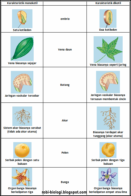 Perbedaan monokotil  dengan dikotil  BELAJAR BIOLOGI