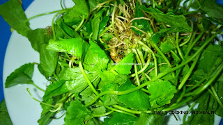 Gotu kola leaves with roots