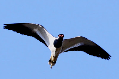 "Red-wattled Lapwing - Vanellus indicus, flying through the air in an agitated mood."