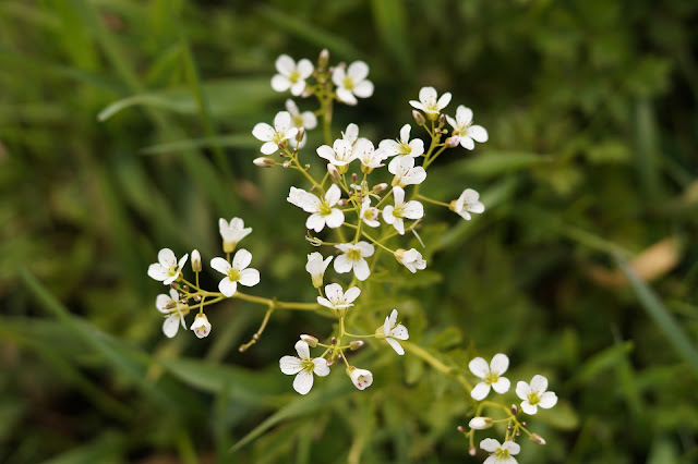 cuckooflowers and wildflowers in the meadow