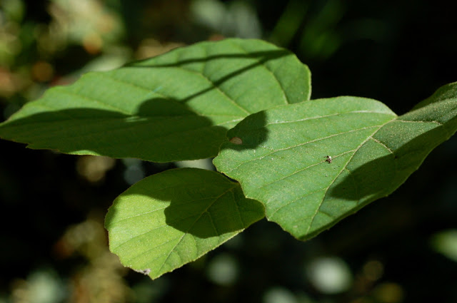 fothergilla gardenii leaves