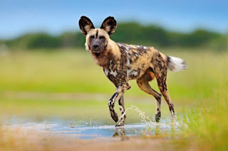 African Wild Dog Facts: Diet, Behavior, Habitat & Pictures