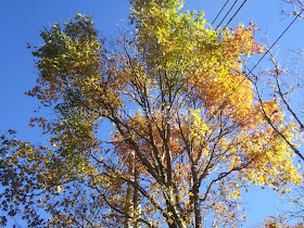 Alishan maple autumn foliage
