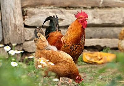 Jenis wangsit bisnis ternak ayam yang menguntungkan 5 Jenis Bisnis Ternak Ayam yang Menguntungkan + Favorit