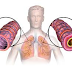How Will You Prevent Asthma? What Is The Best Treatment For Asthma?