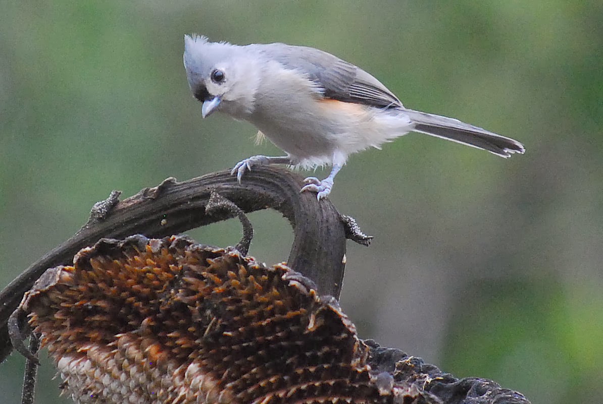 Terrell Daily Photo: Backyard Bird