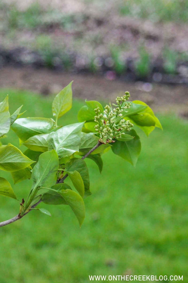 White lilacs | On The Creek Blog