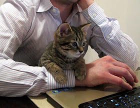 Funny cats - part 80 (40 pics + 10 gifs), kitten and his human sit in front of computer