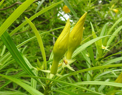 黃花夾竹桃的花