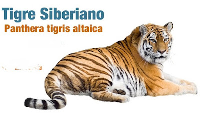 Tigre de Amur