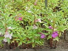 Impatiens-Balsamina