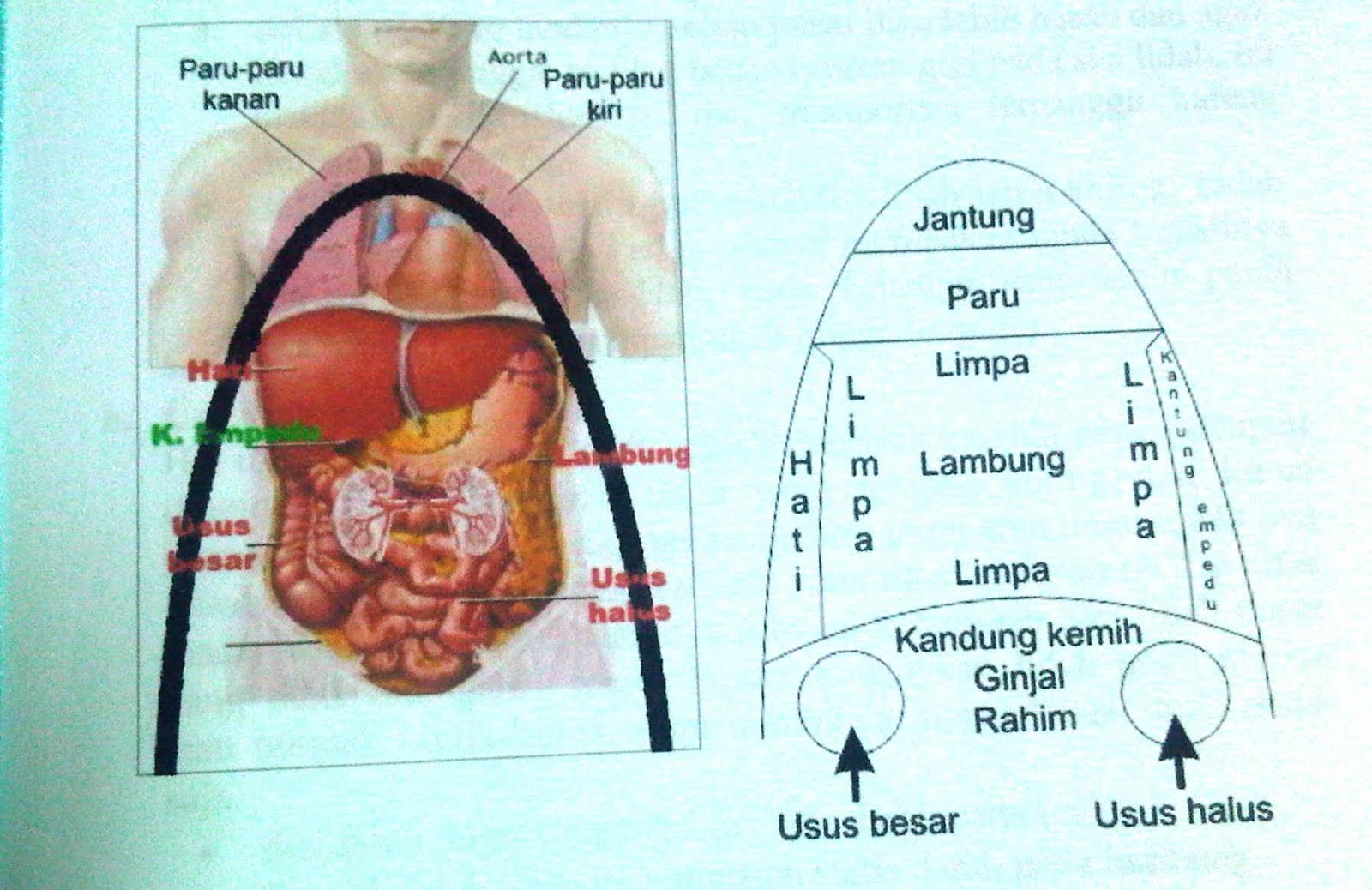 HERBALIS USTAZ RADZI: KURSUS BEKAM LINTAH DI BERANANG 