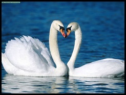 Mute%20Swans