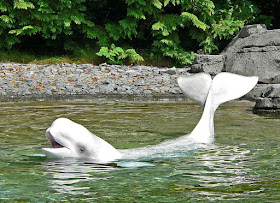 beluga whale vancouver aquarium learning resources whales