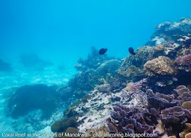 Snorkeling and freediving tour in West Papua by Charles Roring